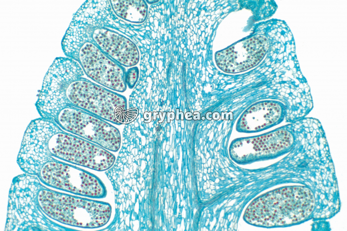 Prêle - Epi sporifère ou strobile (Equisetum sp.) CL x7 - gryphea.com